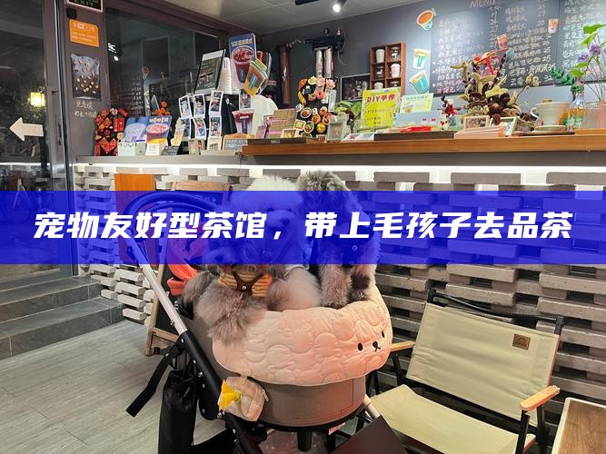 宠物友好型茶馆，带上毛孩子去品茶